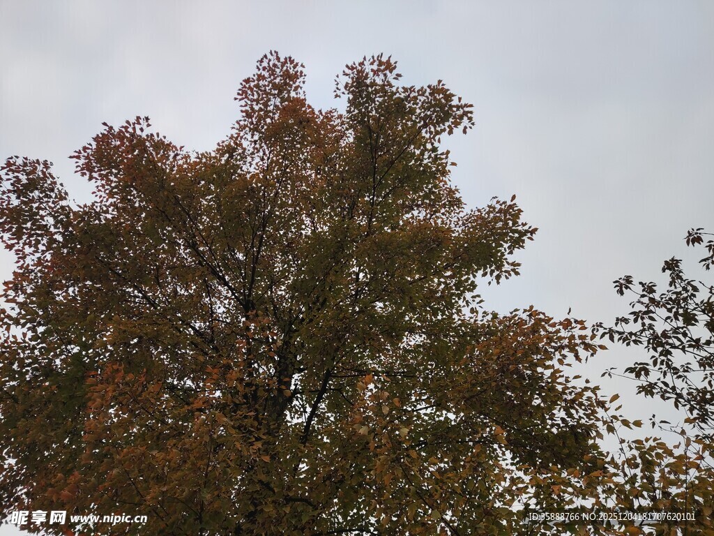 秋日树梢斑斓树叶景象