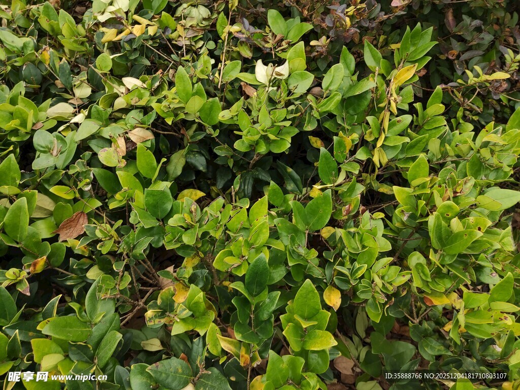 茂密绿植景观