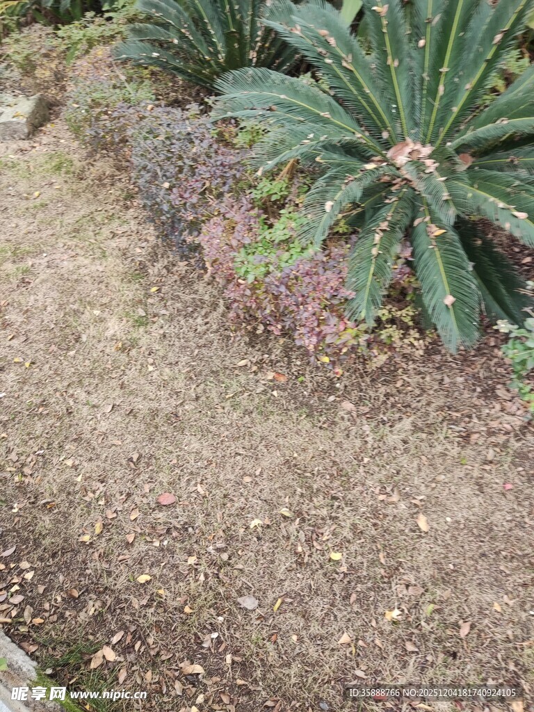 户外绿植与地面景观