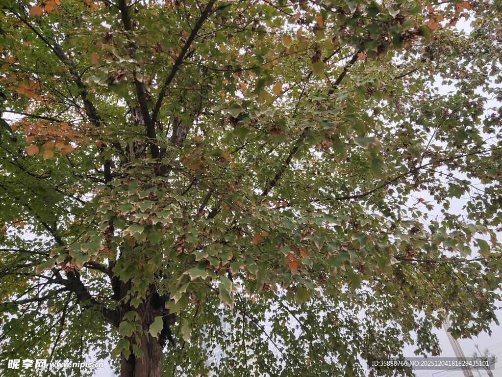 秋日繁茂的树木枝叶