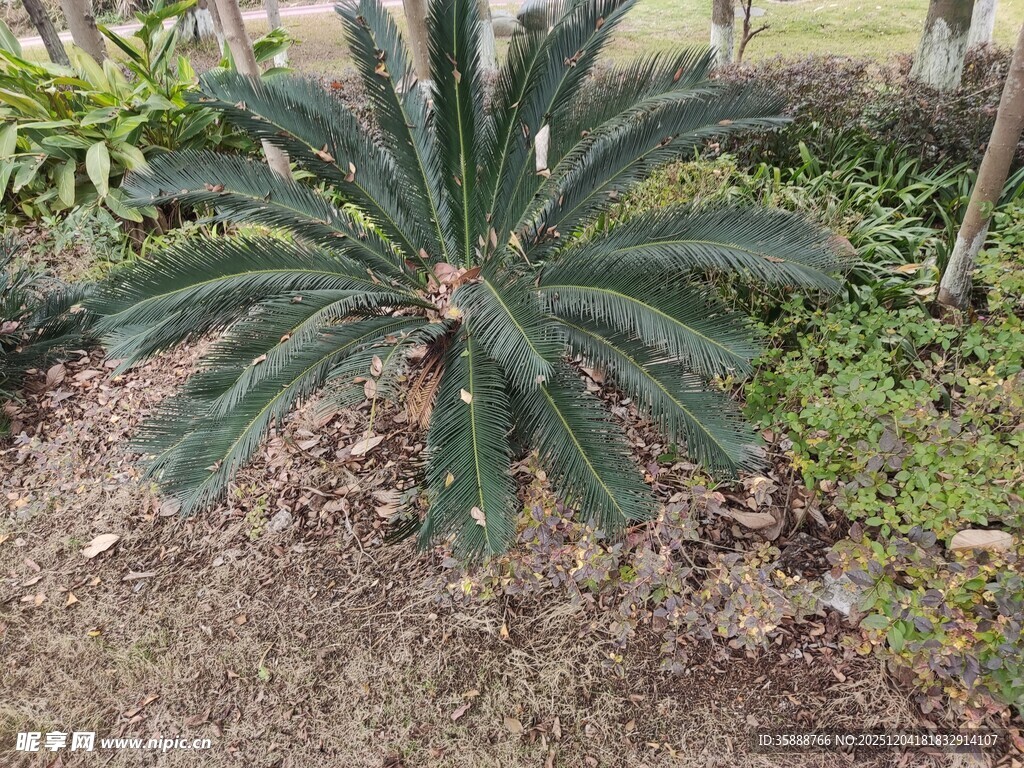户外生长的铁树植物