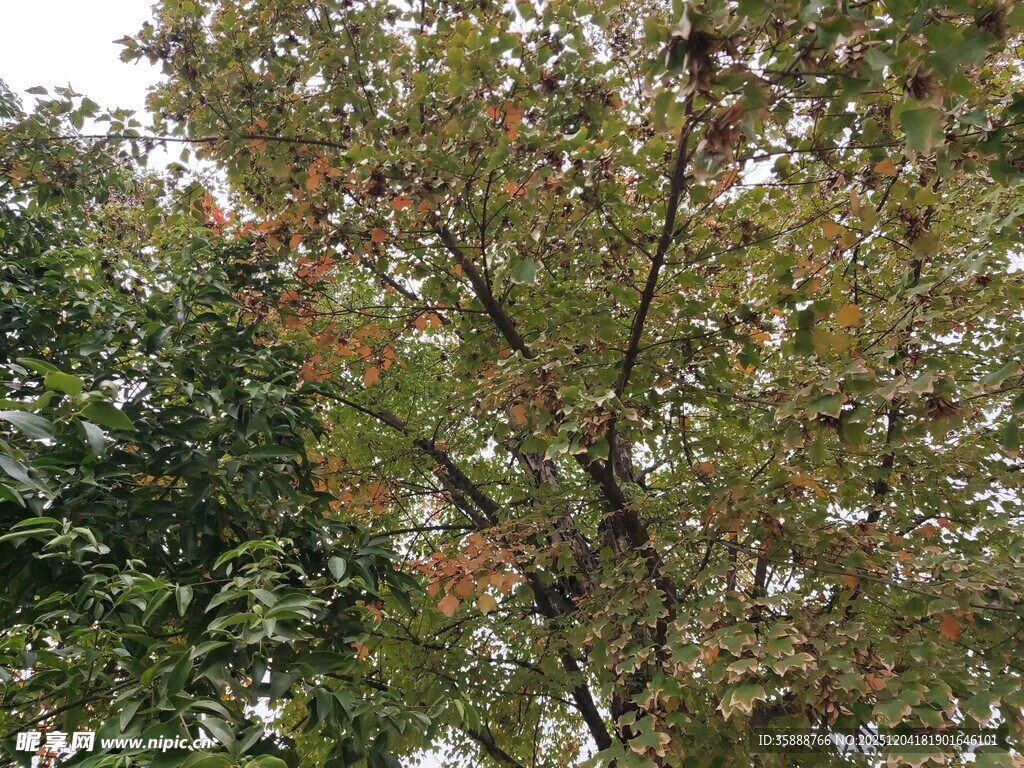 秋日斑斓树木景致