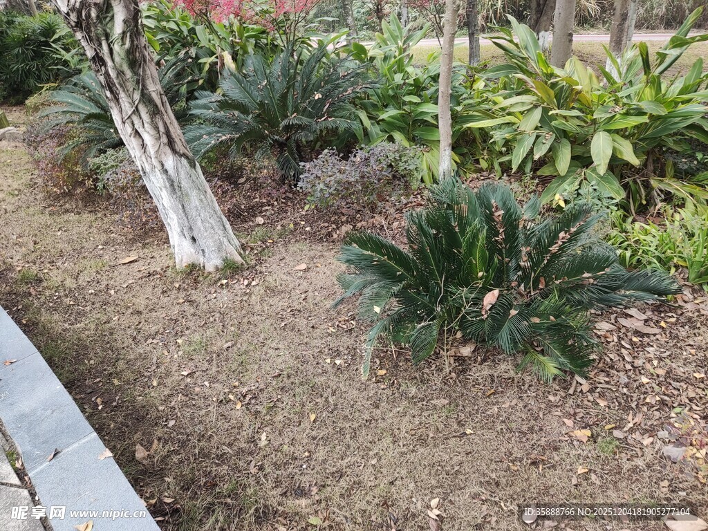 园林绿植景观一角