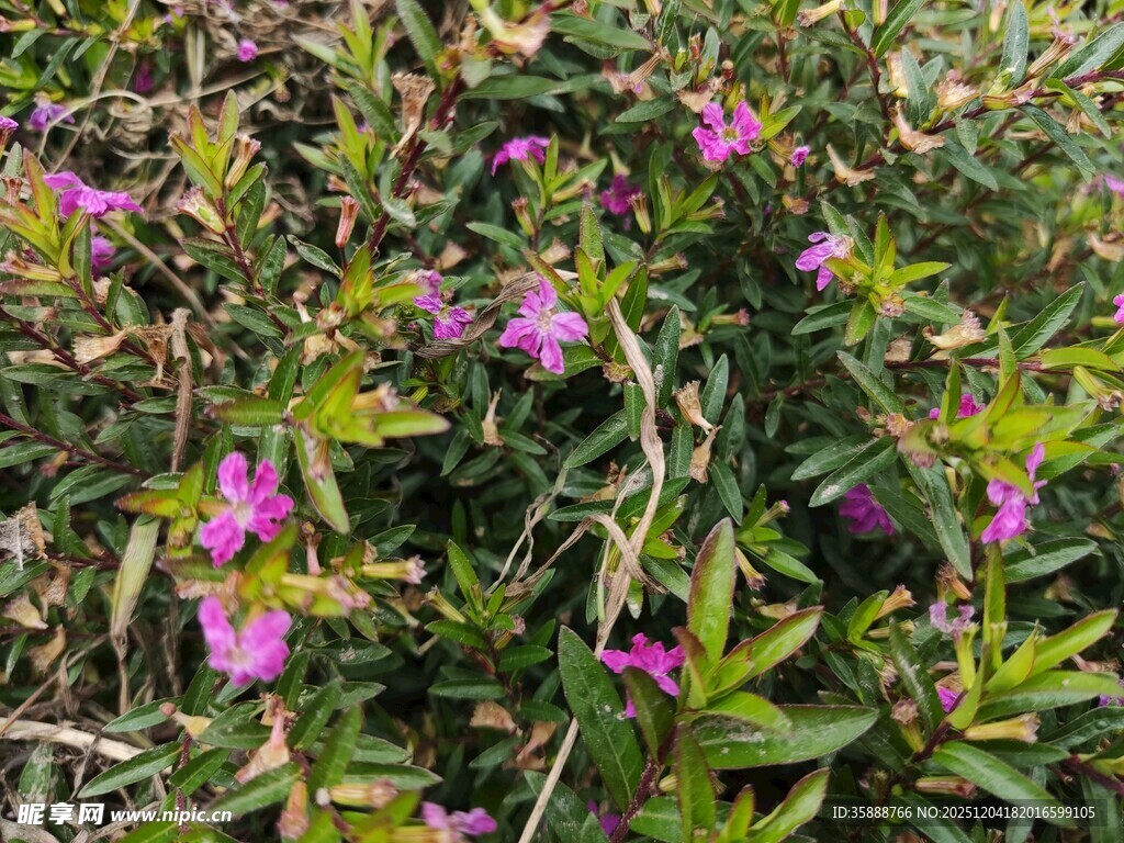 绽放的紫色野花