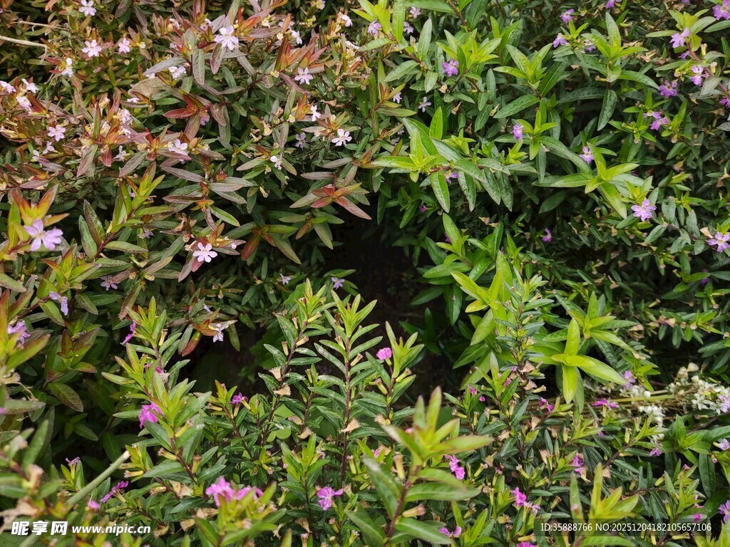 繁茂绿植中的紫色小花