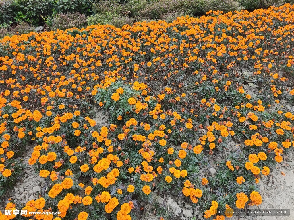 金黄花海绽放田园风光