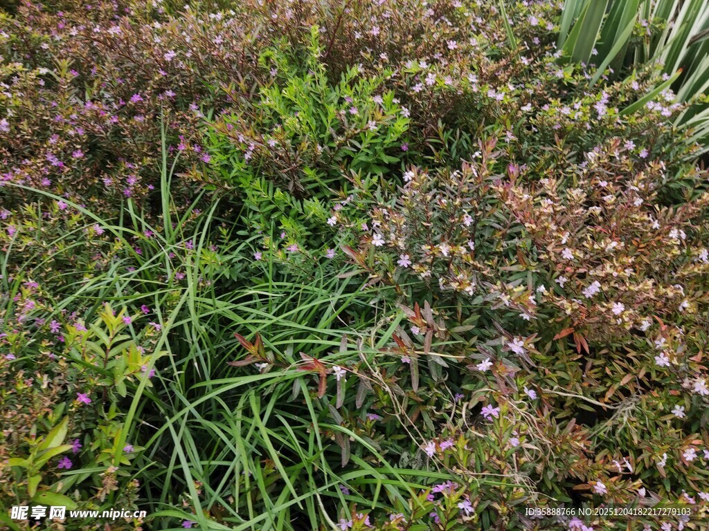 多彩繁茂的地面植物景观