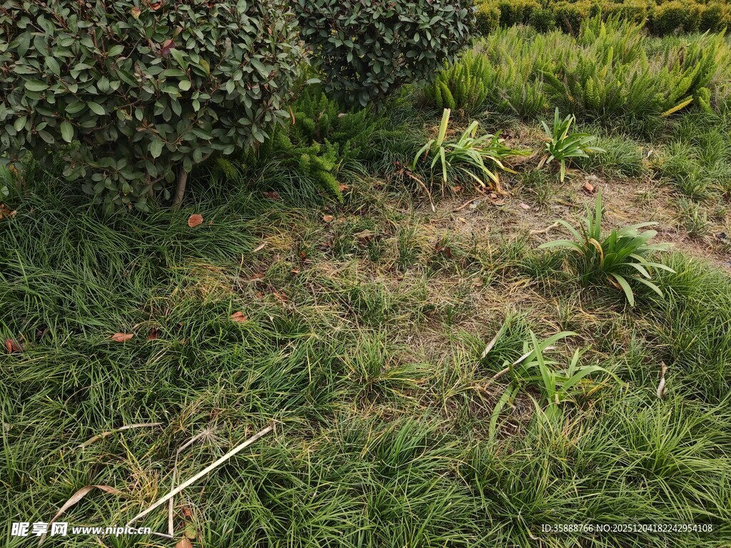 户外草地绿植景象
