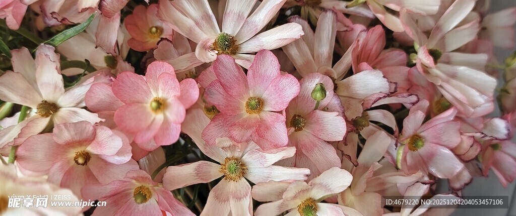 缤纷美丽的花卉组合