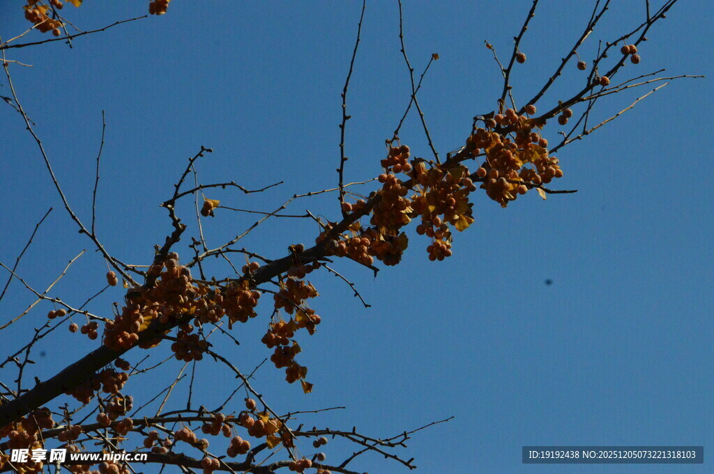 金秋银杏果  