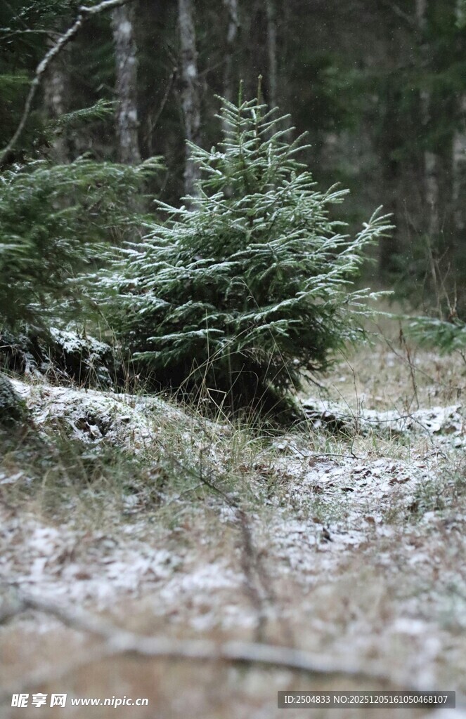冬日林间的翠绿松树