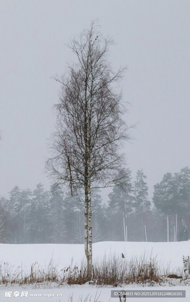 冬日孤树雪景