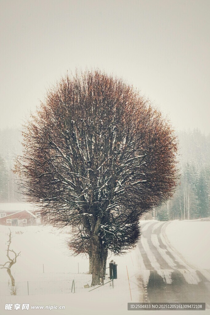 冬日孤树雪景