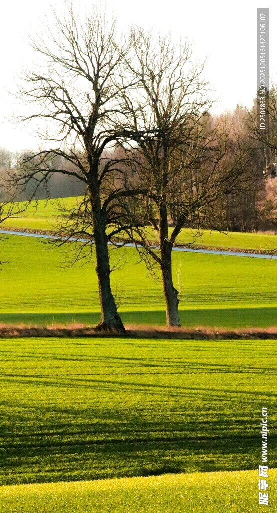春日田野双树风景图