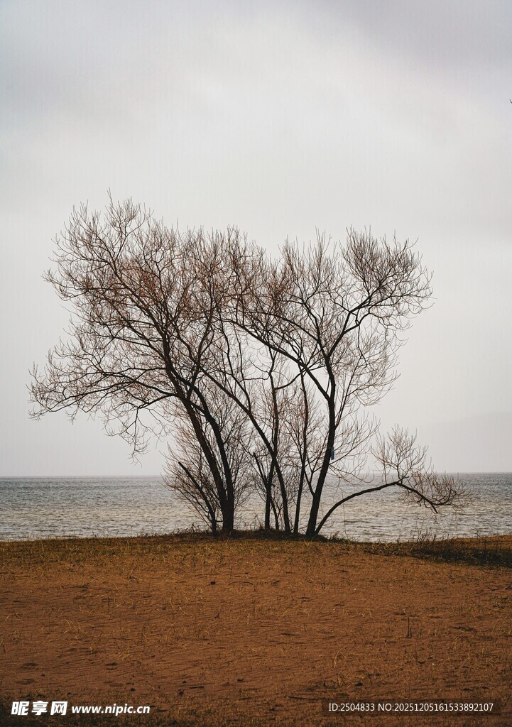 湖畔枯树 尽显萧瑟之美
