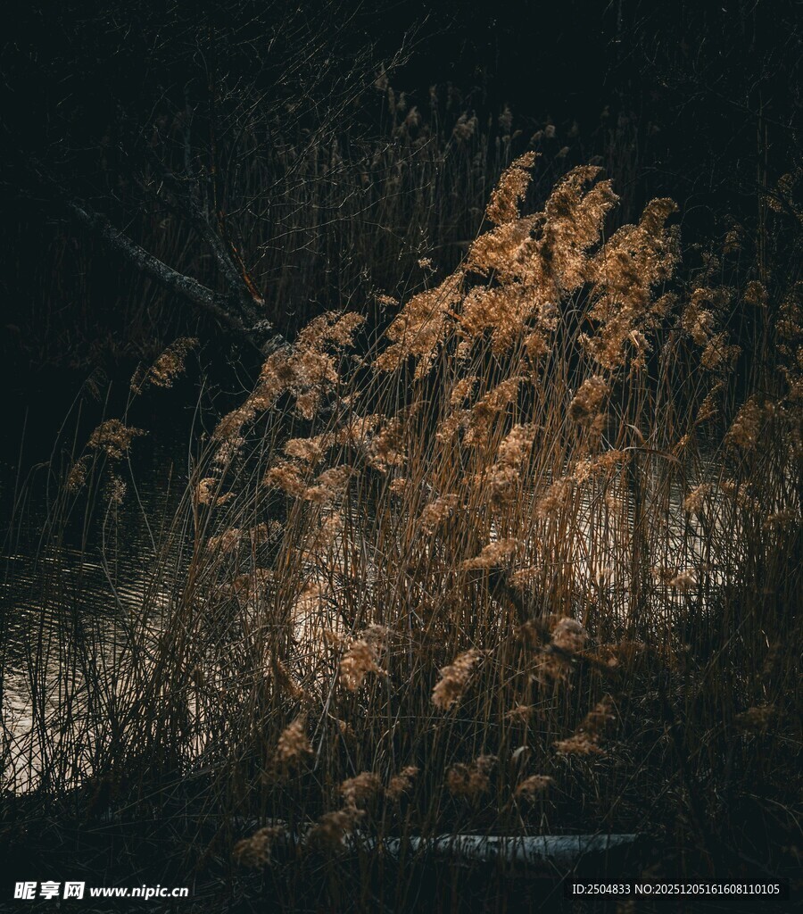 秋夜山林 光影交织之美