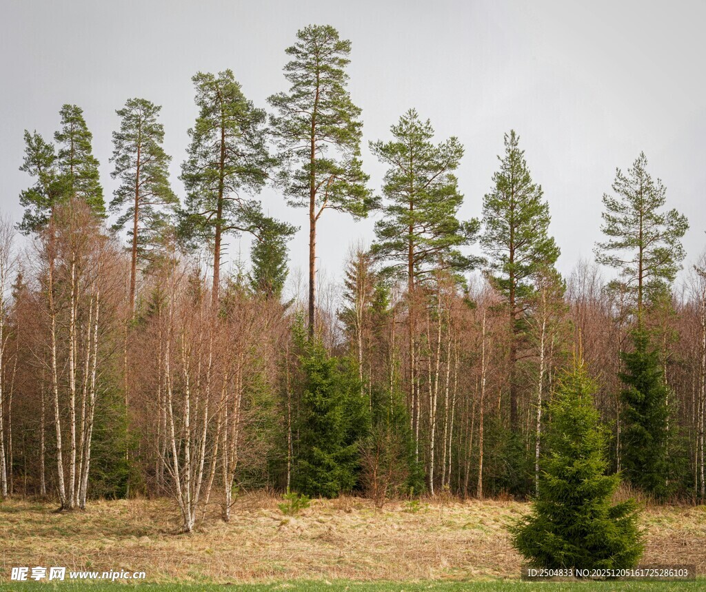 森林景观 多样树木展生机