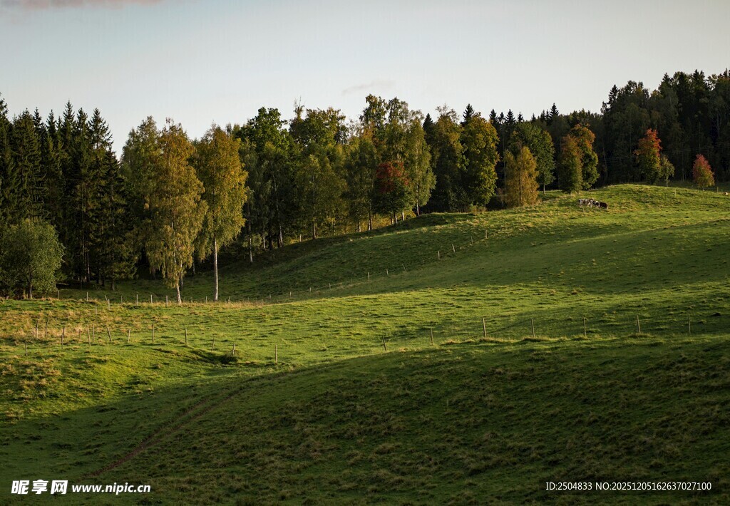 绿意盎然的山林草地风光