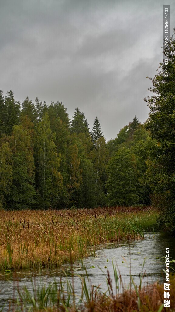 阴天下的林间湿地风光