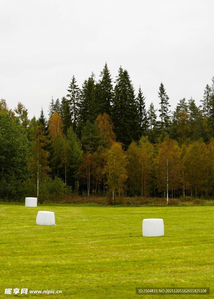 草地林间的白色立方体