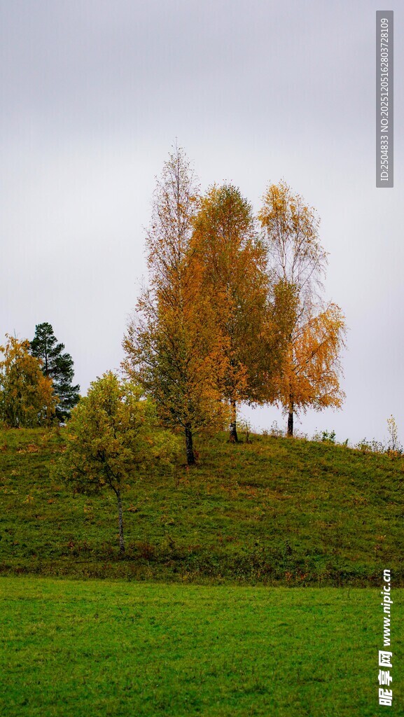 秋日山坡上的多彩树木