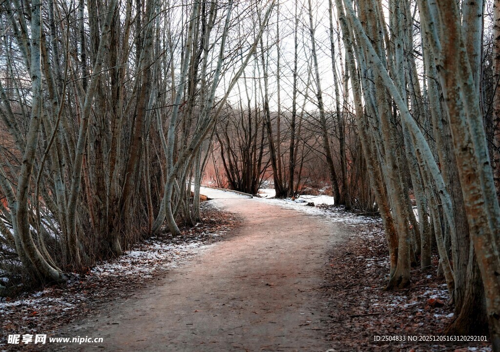 冬日林间小径