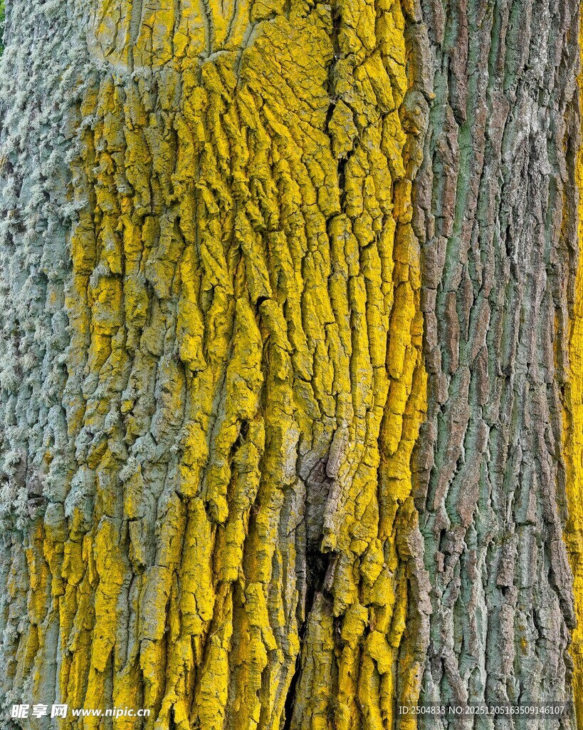 树皮上的黄色纹理