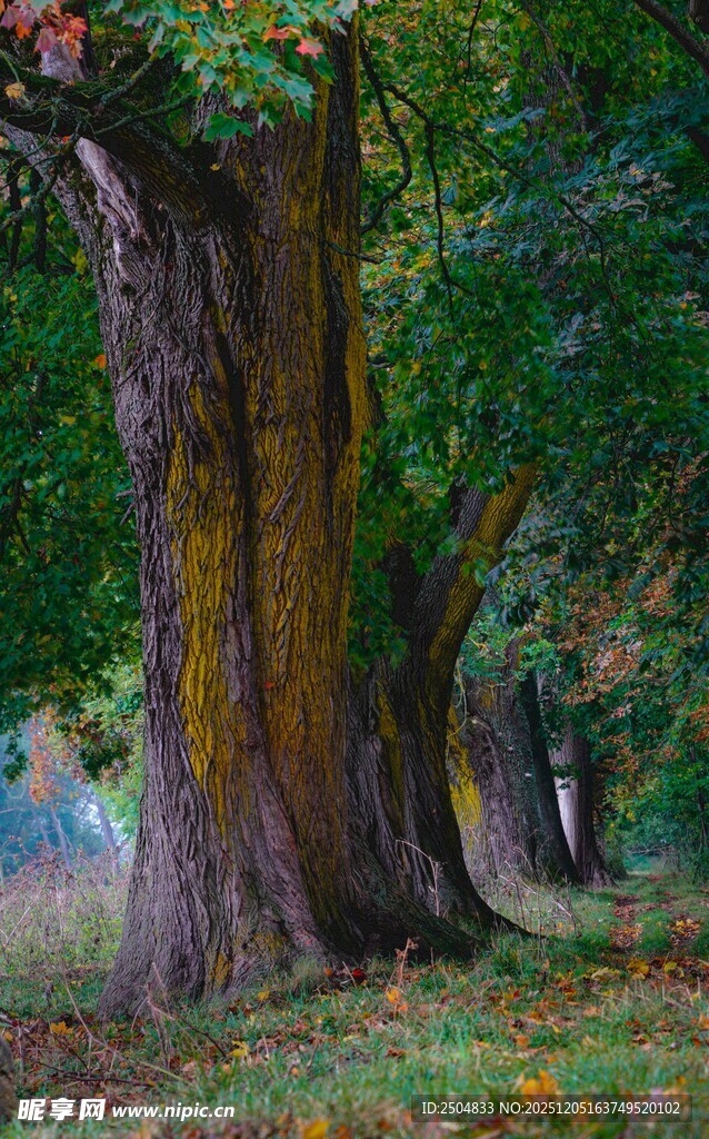 秋日林间粗壮的古老树木