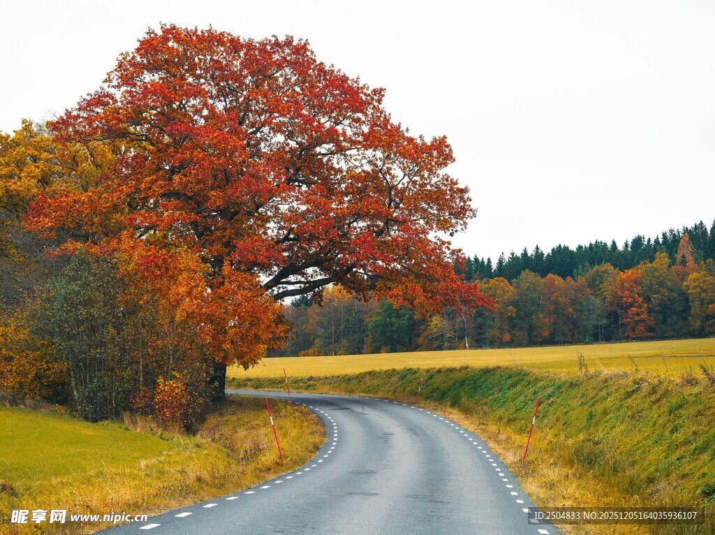 秋日蜿蜒路旁的绚烂红枫