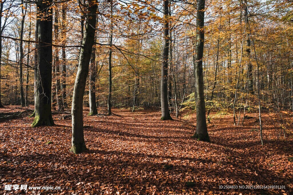 秋日森林落叶美景