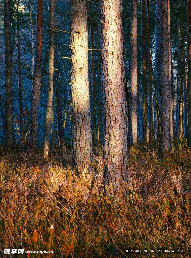 秋日森林中的光影树木