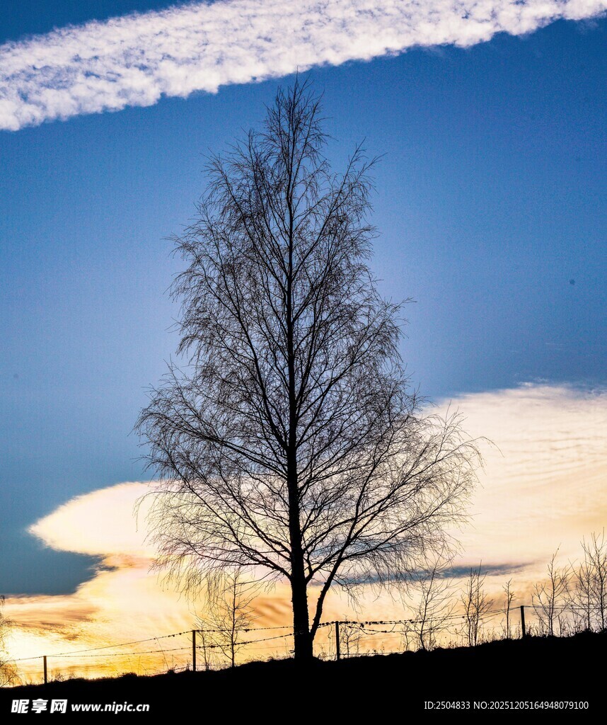 夕阳下的孤树与天际