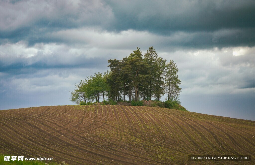 田野孤树 阴云下的静谧景