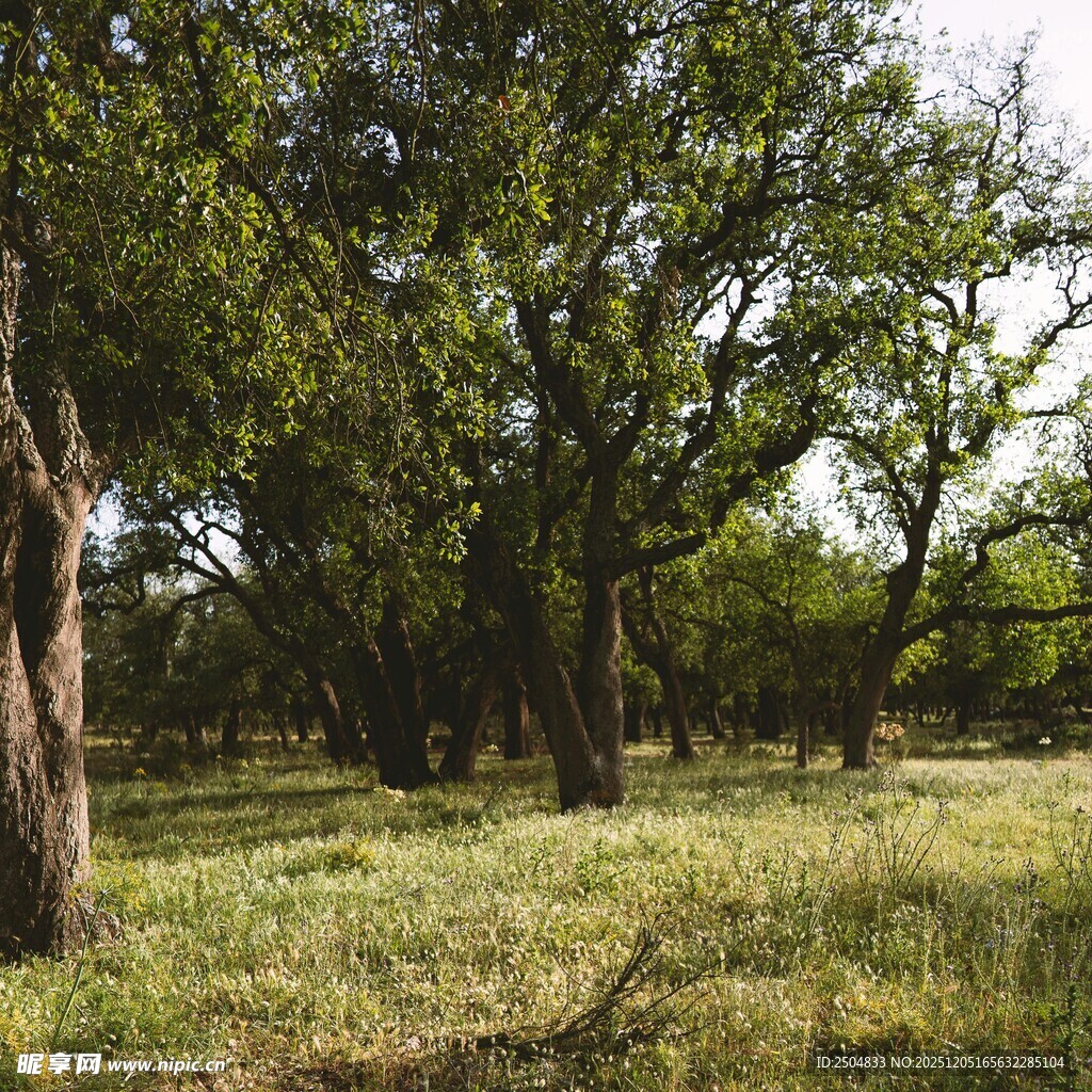林间草地 静谧自然之景