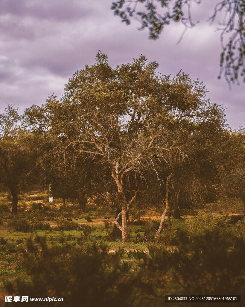 野外树林风景图