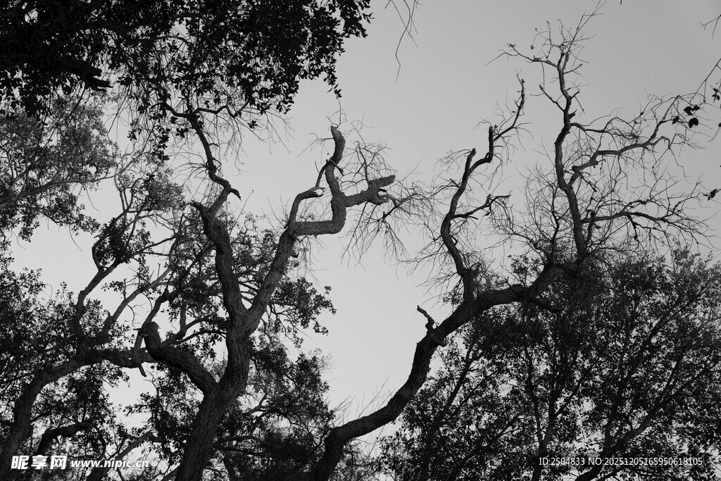 树枝纵横的天空景象