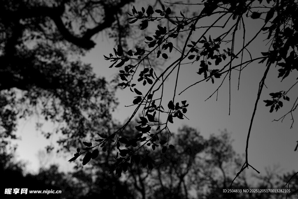 树枝间的朦胧天空
