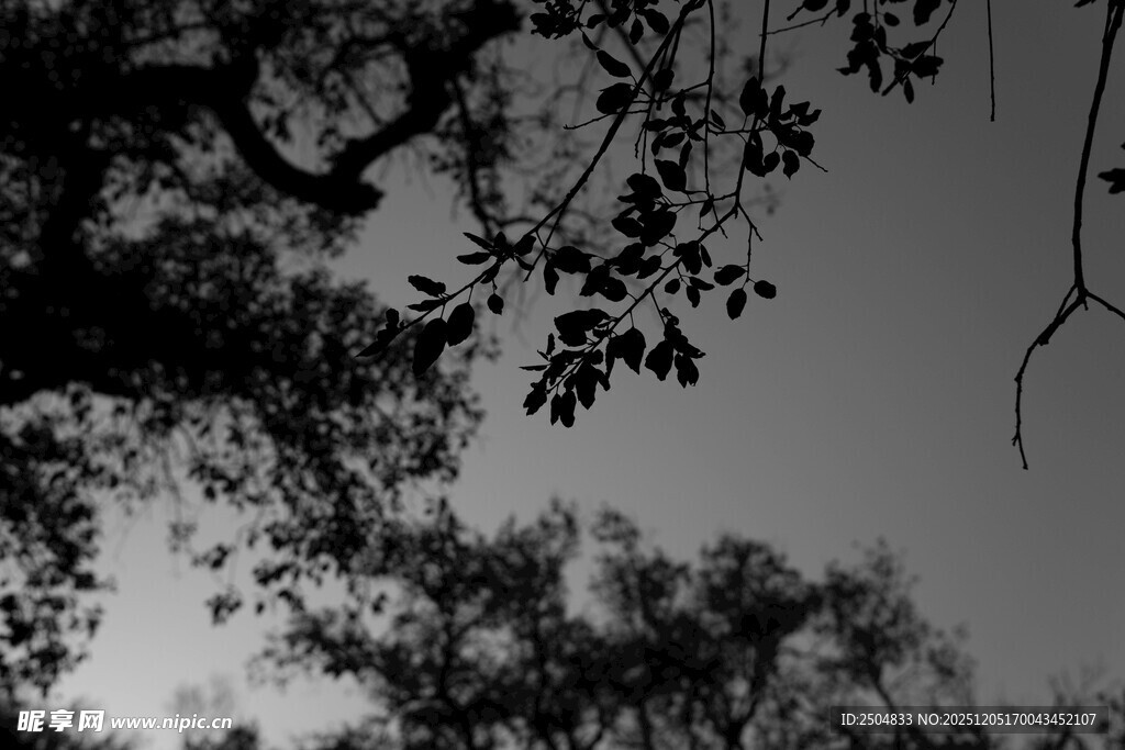 树枝剪影 天空背景