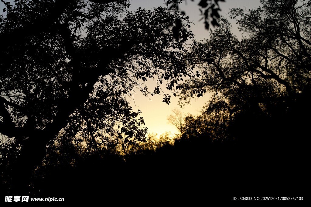 夕阳下的树木剪影