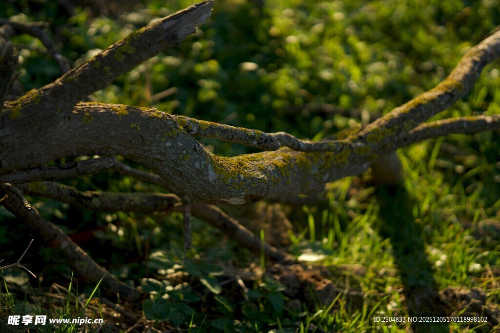 枯树枝下的绿意生机