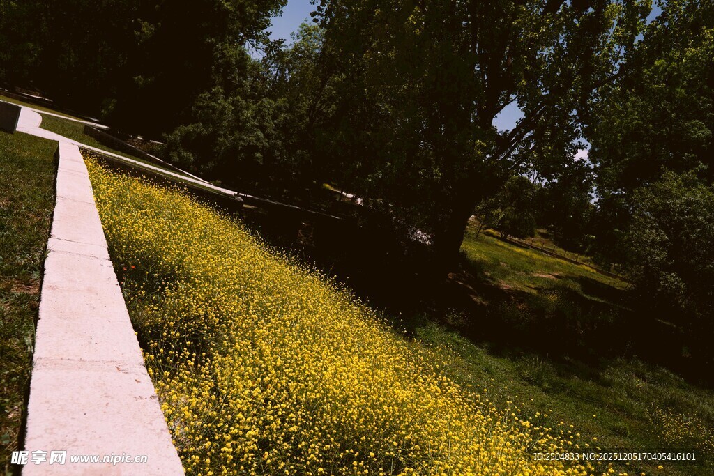 路边金黄野花与葱郁树木