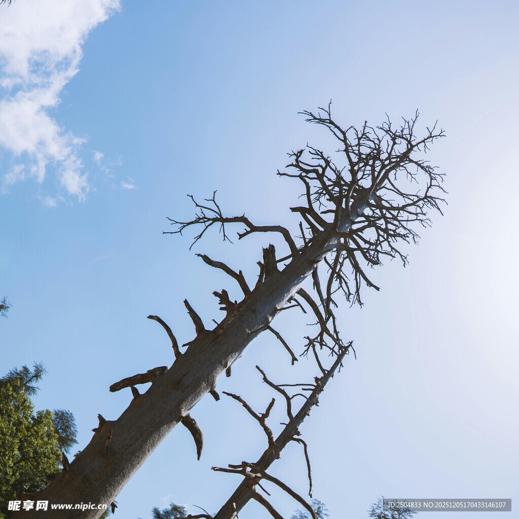 枯树挺立蓝天