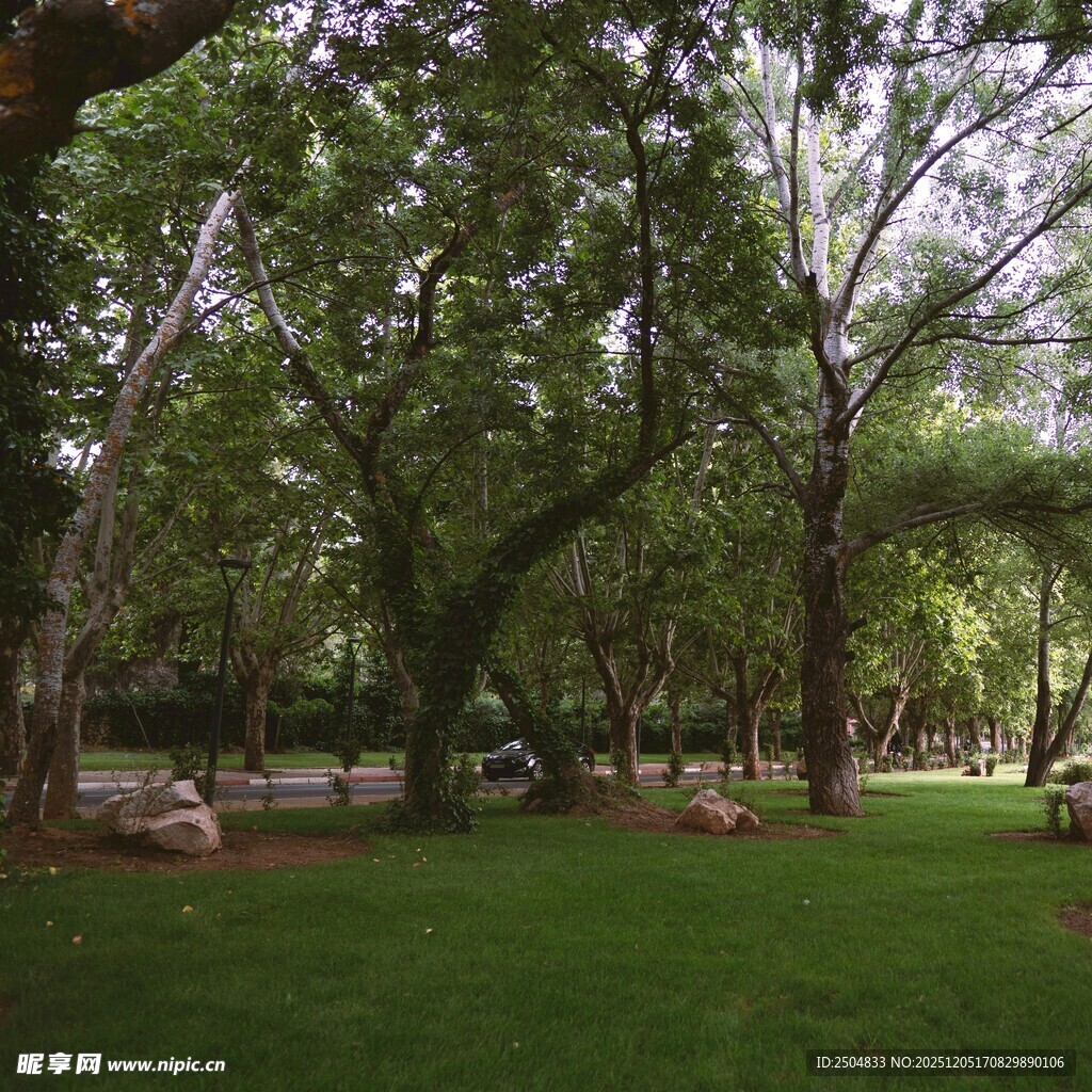 绿荫覆盖的静谧草地公园