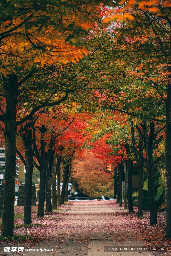 秋日枫叶林荫道美景