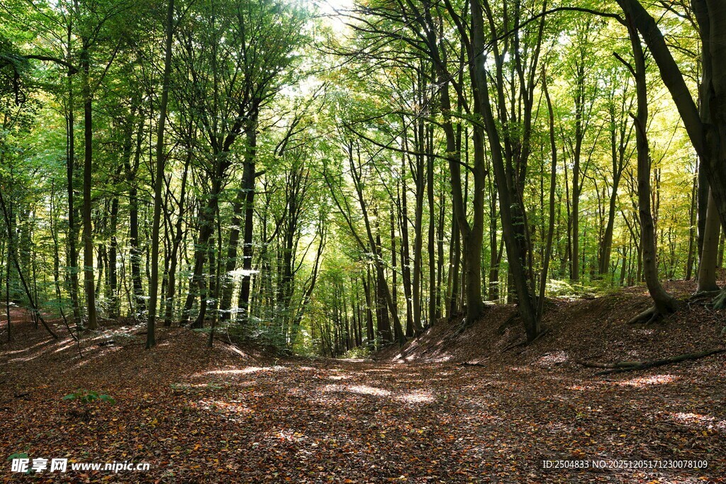阳光洒落的静谧森林小道