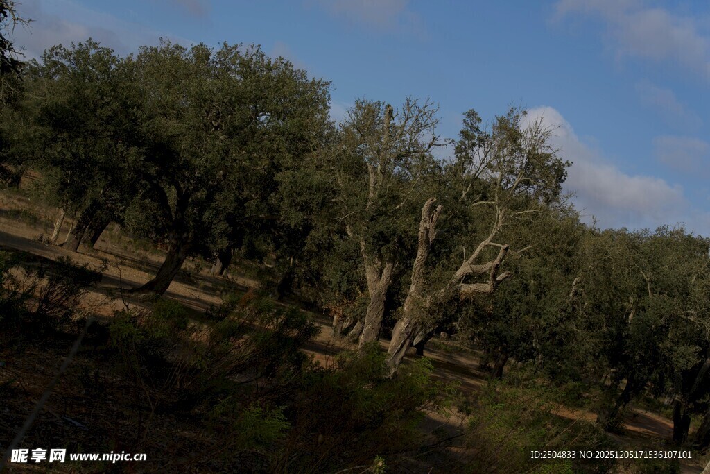 山坡上的茂密树林
