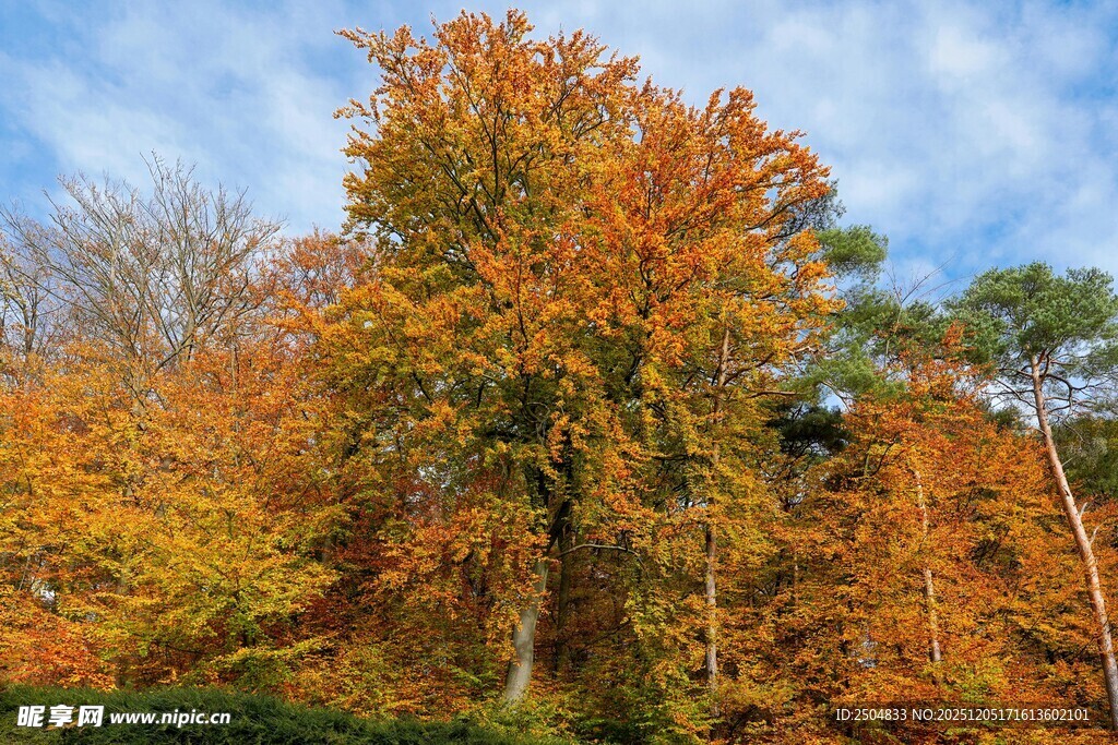 秋日斑斓树木 蓝天映衬