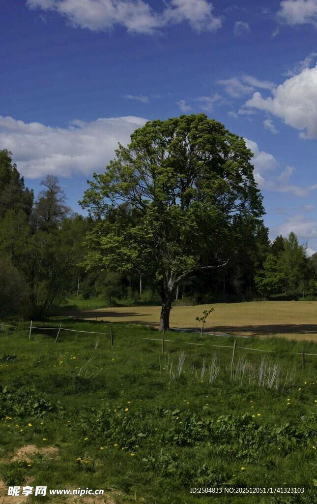 田野中的孤树与蓝天绿草