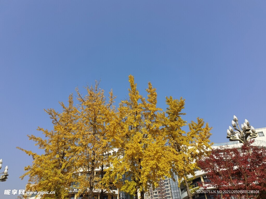 秋日多彩树木景观