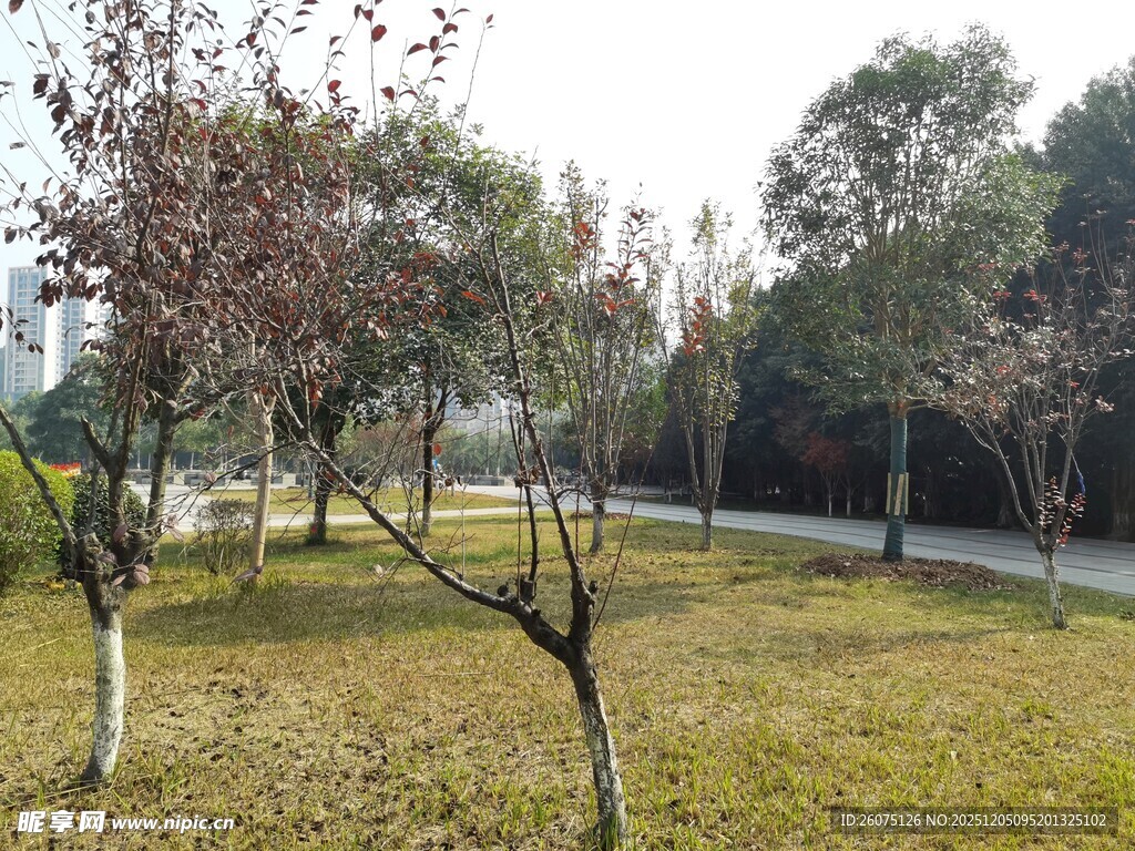 公园草地树木风景图